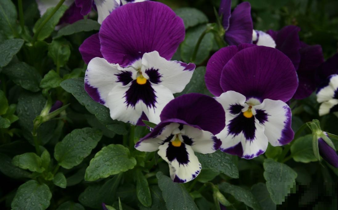 一盆花三个颜色,“草花皇后”三色堇,做好5点花开不断! 一盆花三个颜色,“草花皇后”三色堇,做好5点花开不断!