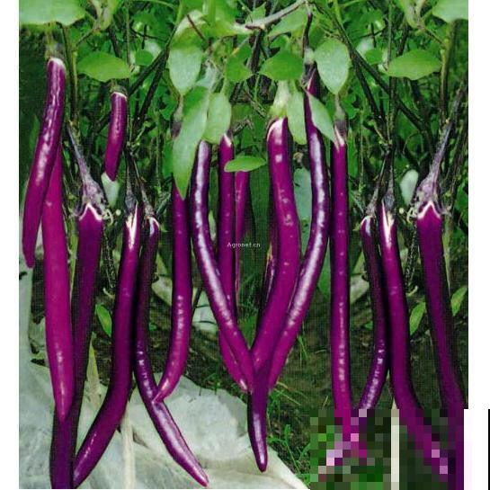 常见蔬菜的挑选方法,多记住一条,菜市场的好菜都是你的! 常见蔬菜的挑选方法,多记住一条,菜市场的好菜都是你的!