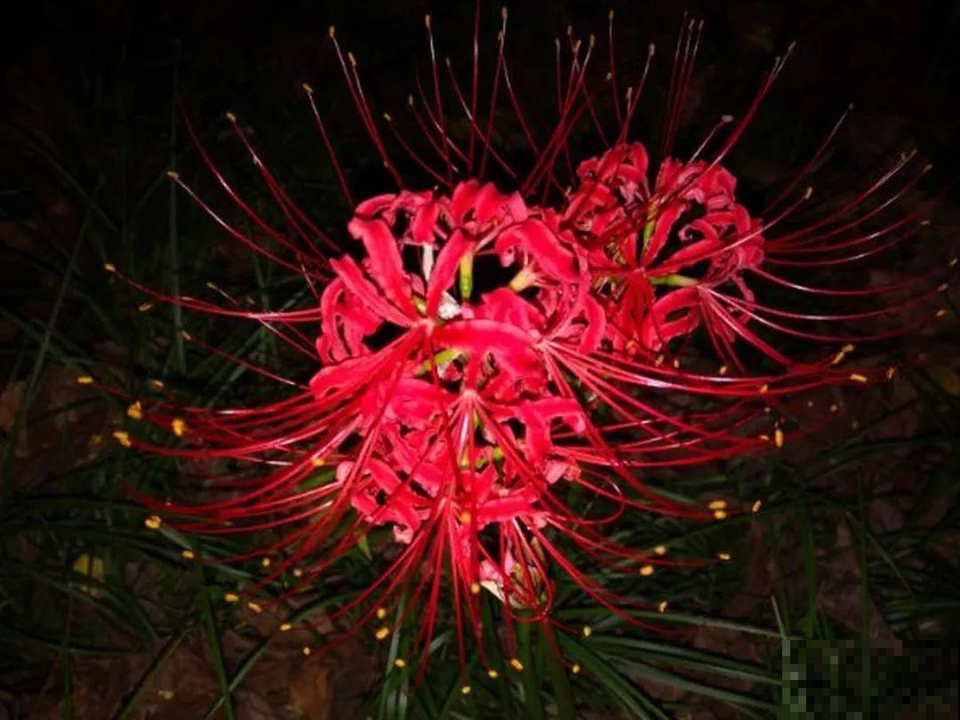 民间十大不吉利花，到底是哪流传来的