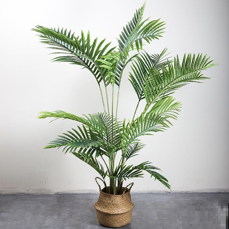 家里养凤尾竹，做好这几件事，叶片油绿有精神！