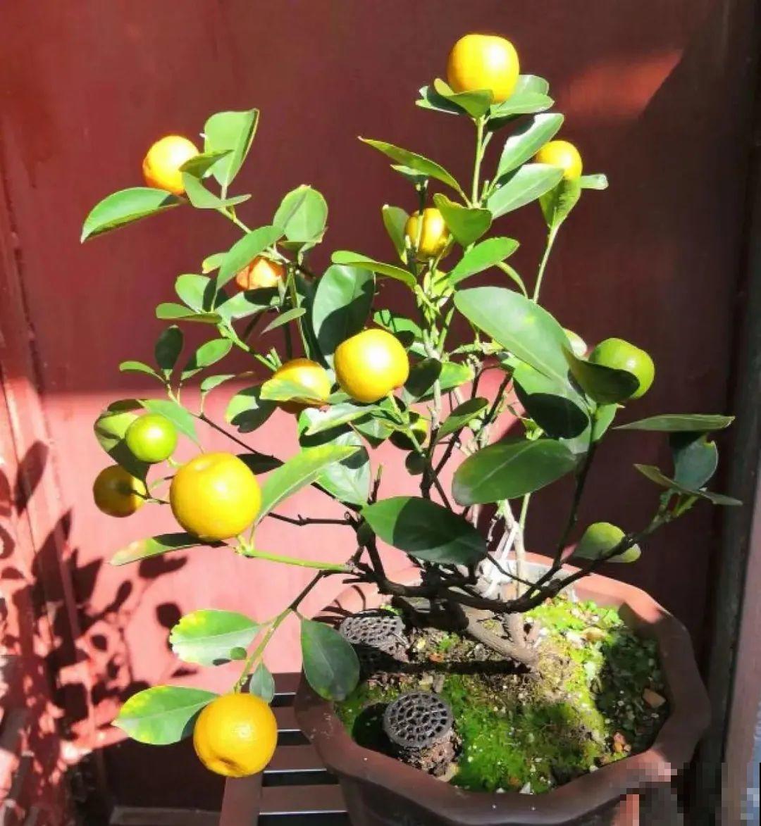 1盆苹果卖300块,为啥这么贵,难道是金苹果? 1盆苹果卖300块,为啥这么贵,难道是金苹果?