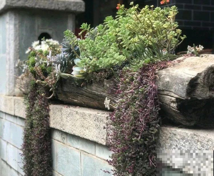 山上的尼姑庵,只养花不烧香,看完想出家 山上的尼姑庵,只养花不烧香,看完想出家