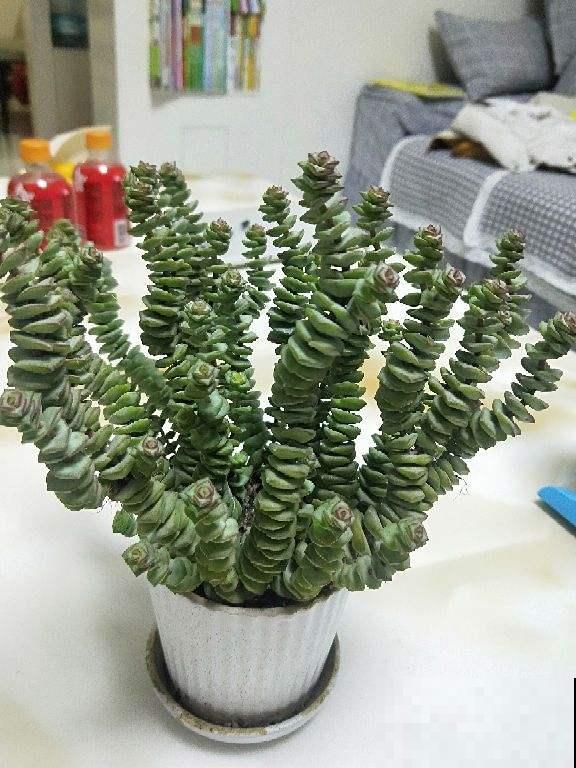 4种“徒神”多肉，太容易徒长，心累