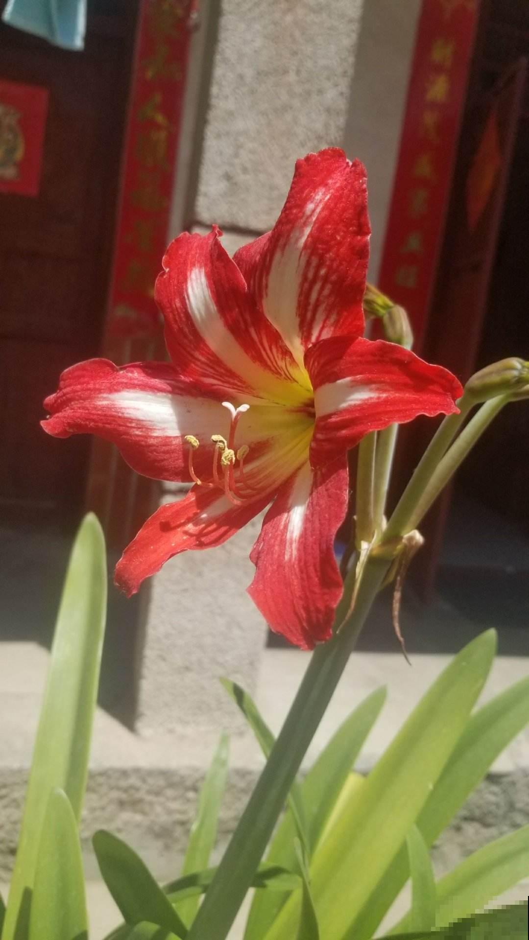 一个“洋葱球”埋土里，呼呼开出美艳花，一朵比脸还大