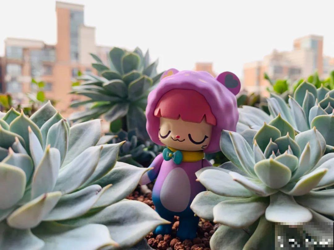 小阳台也能养多肉，一尺一寸，都是繁华！