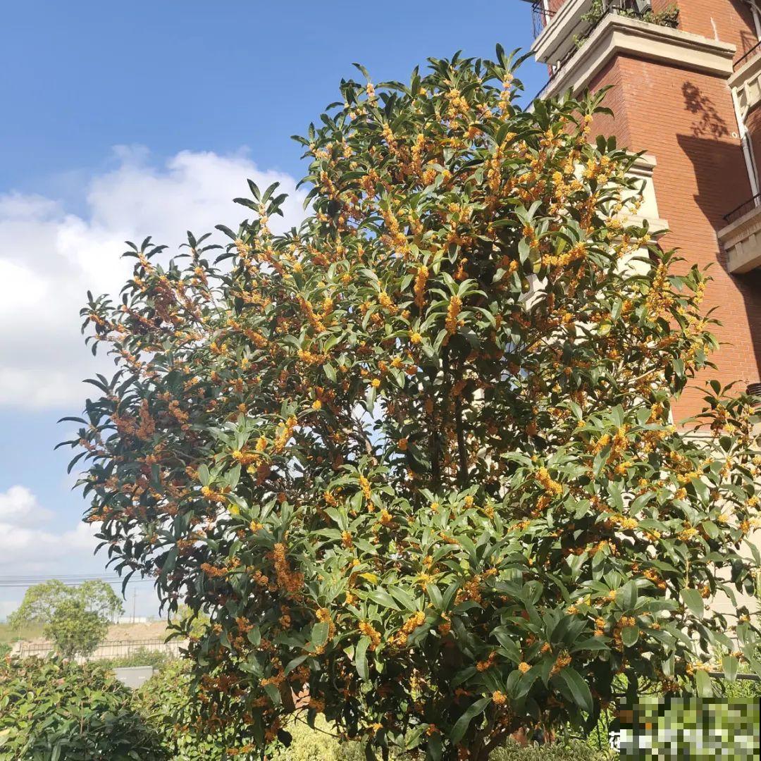 家里养盆镇宅花,一年红红火火,好运满满 家里养盆镇宅花,一年红红火火,好运满满