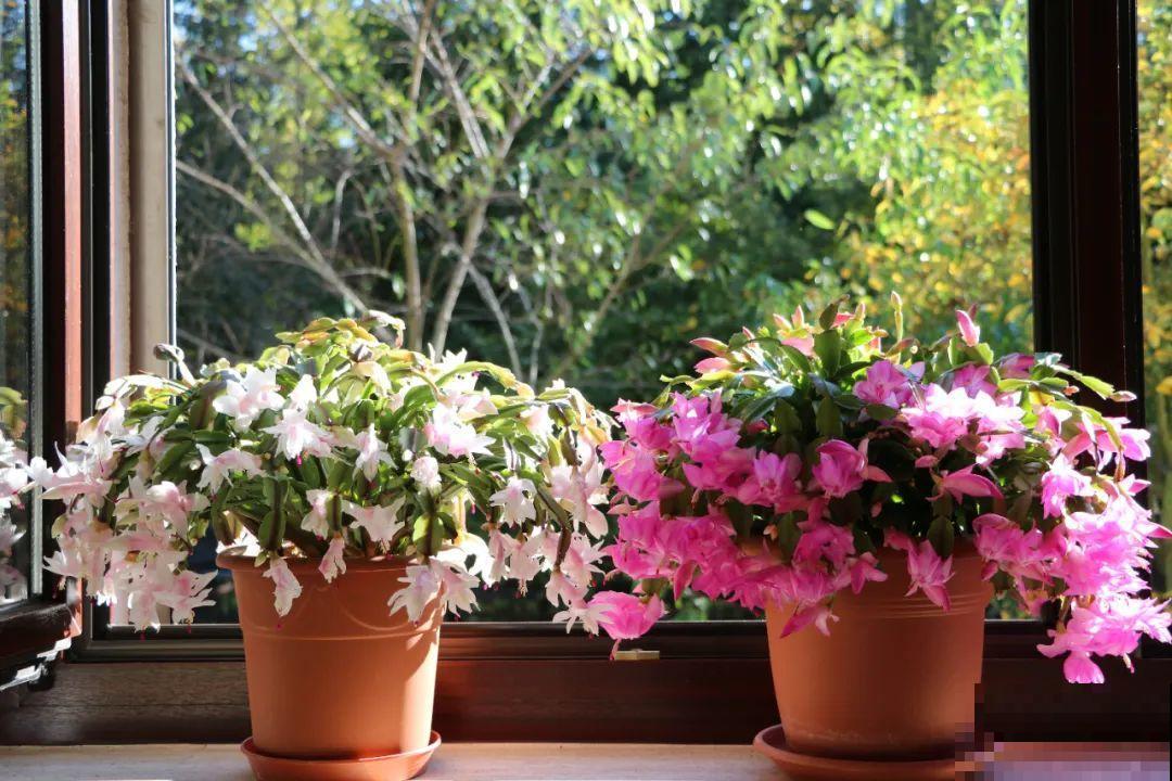 5度以下,常见的21种花必须断水,不然都烂根了 5度以下,常见的21种花必须断水,不然都烂根了