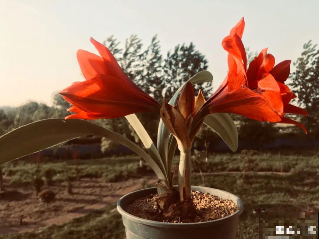 朱顶红埋土里，如何能年年开花，球变大、变多？