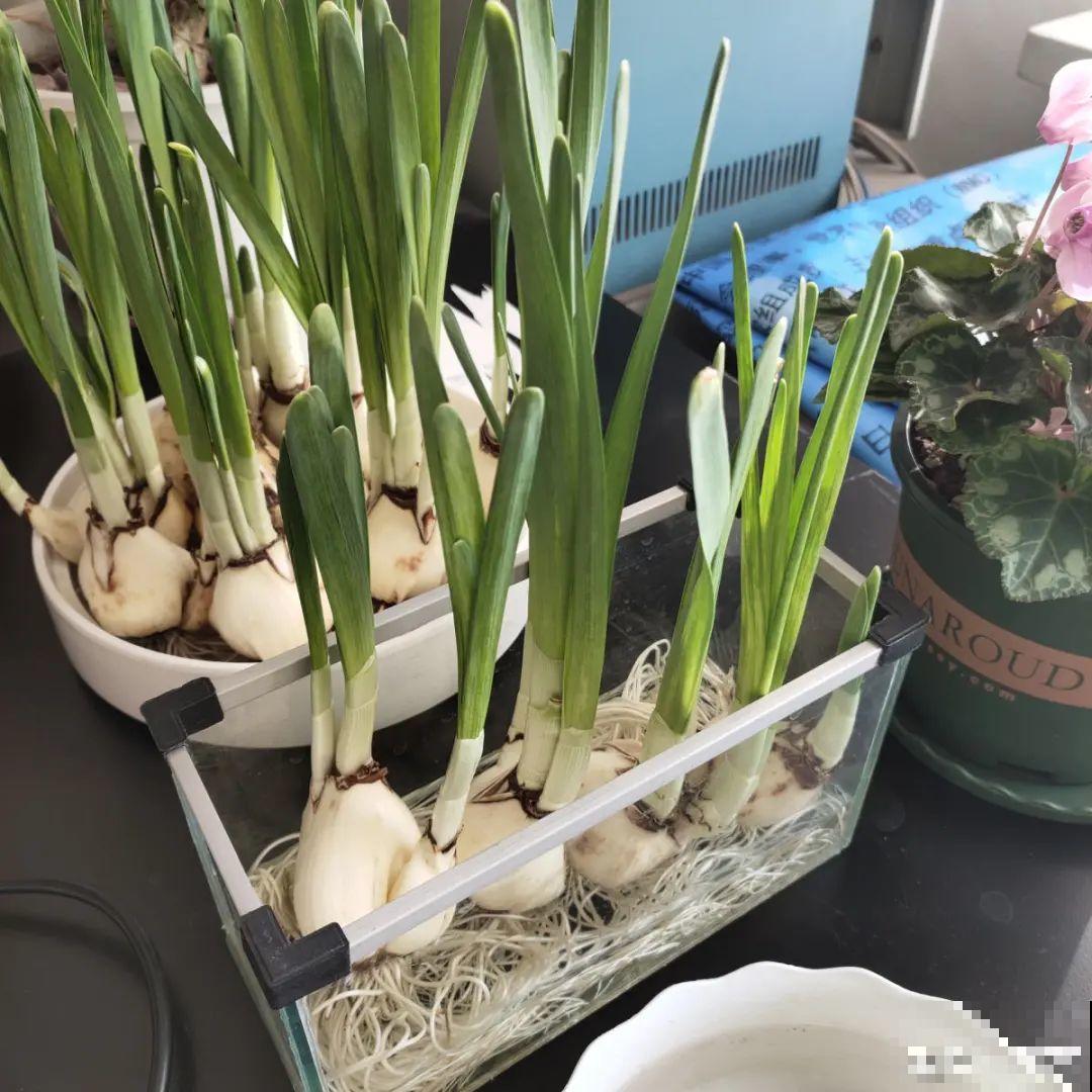 花长得像蔬菜，那也不能吃，有毒的！