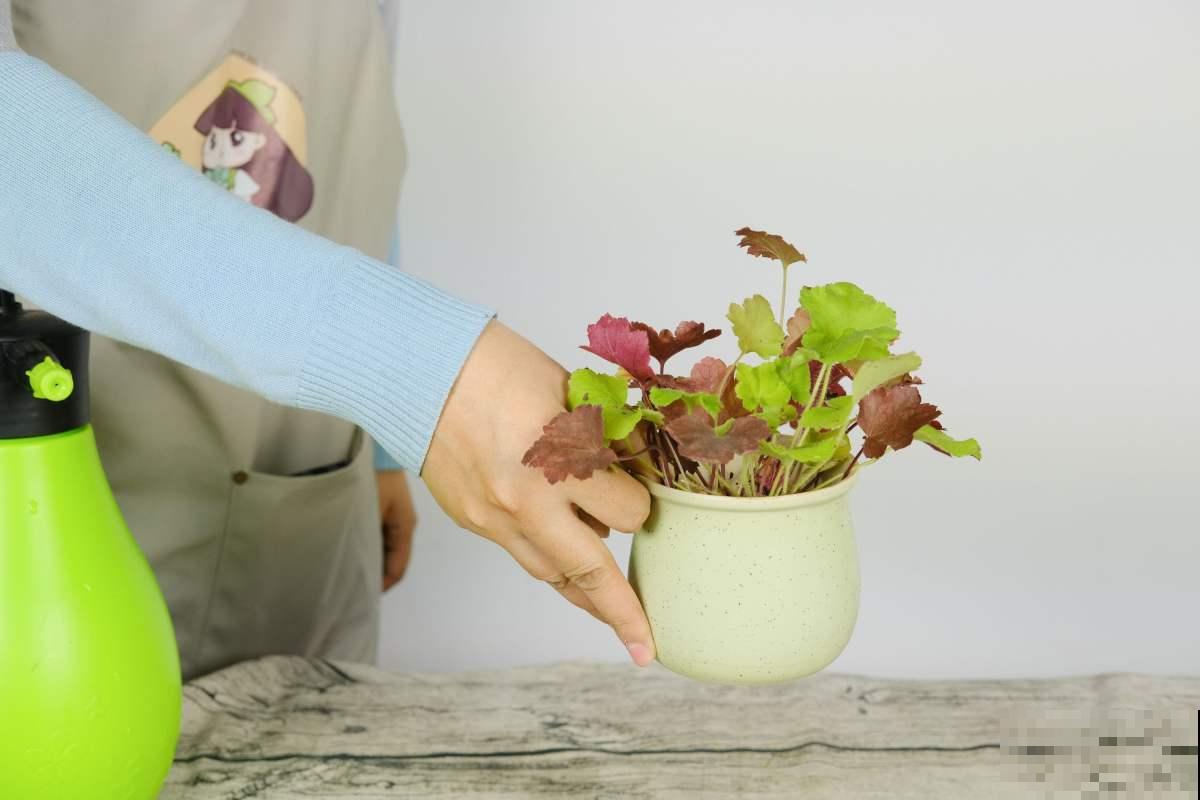 还在赏花吗？这种植物叶子比花还美，冬天颜值也超高！