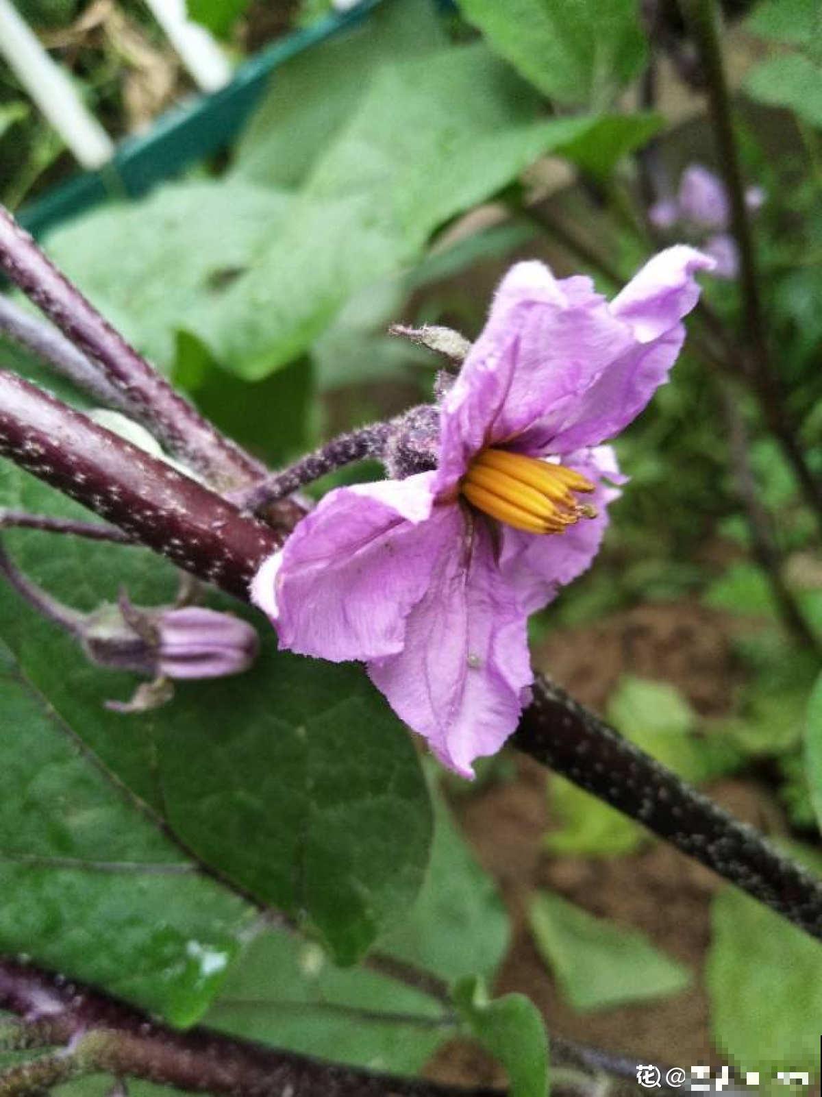 小时候常见的蔬菜花，城里少见，现在的孩子都不认识了！