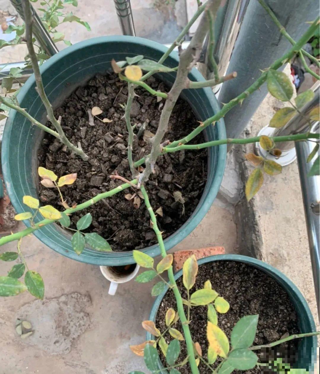 7种花，现在绝对不能剪，剪了一年不开花！