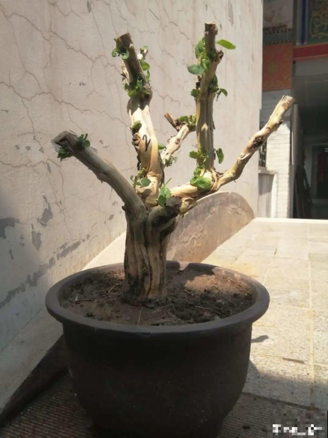 带花芽的枝条不能修剪，未来全是花苞，一剪就亏了