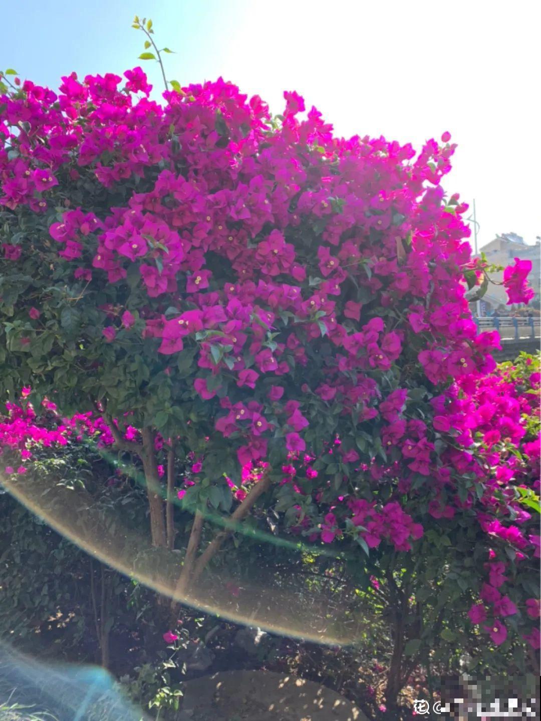 春天暖和了，6种花疯狂冒花苞，拦都拦不住