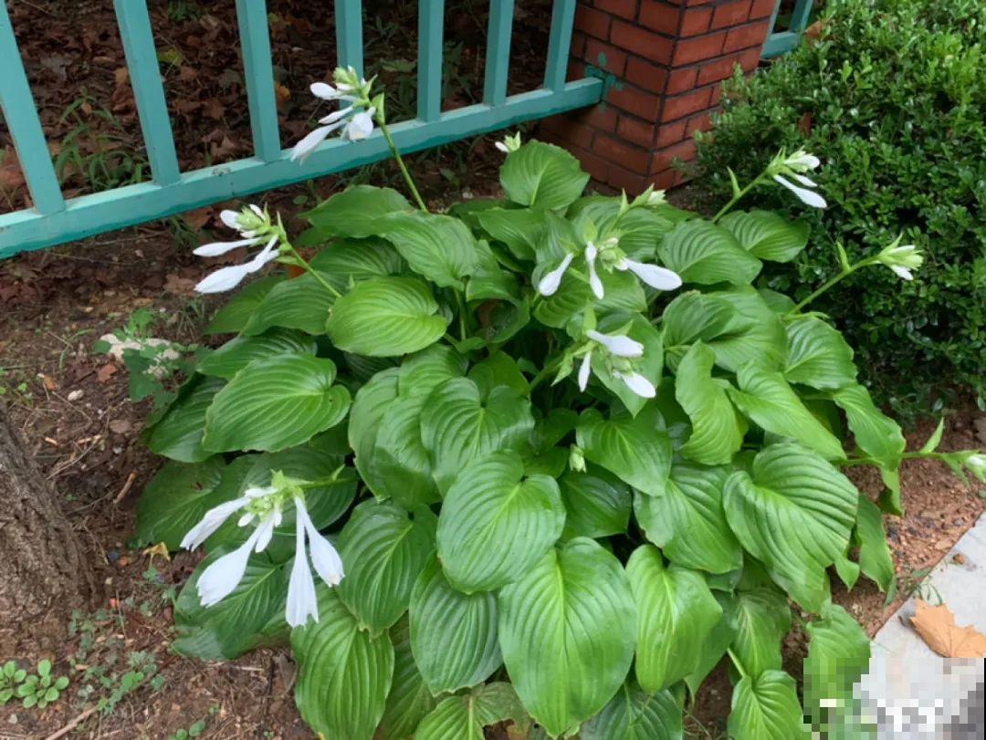 零下20℃，冻不死的花，不用搬进屋！