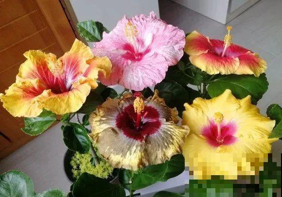 花市10块钱买的花，开花之后身价倍增，真赚了！