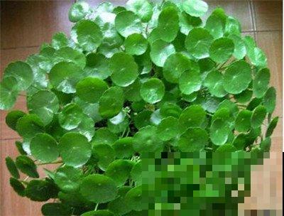 “网红”盆栽镜面草,冬天这样养护,叶子又大又圆! “网红”盆栽镜面草,冬天这样养护,叶子又大又圆!