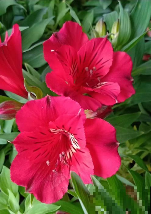 六出花典雅又大方，在家养护，只需要做好这几点！