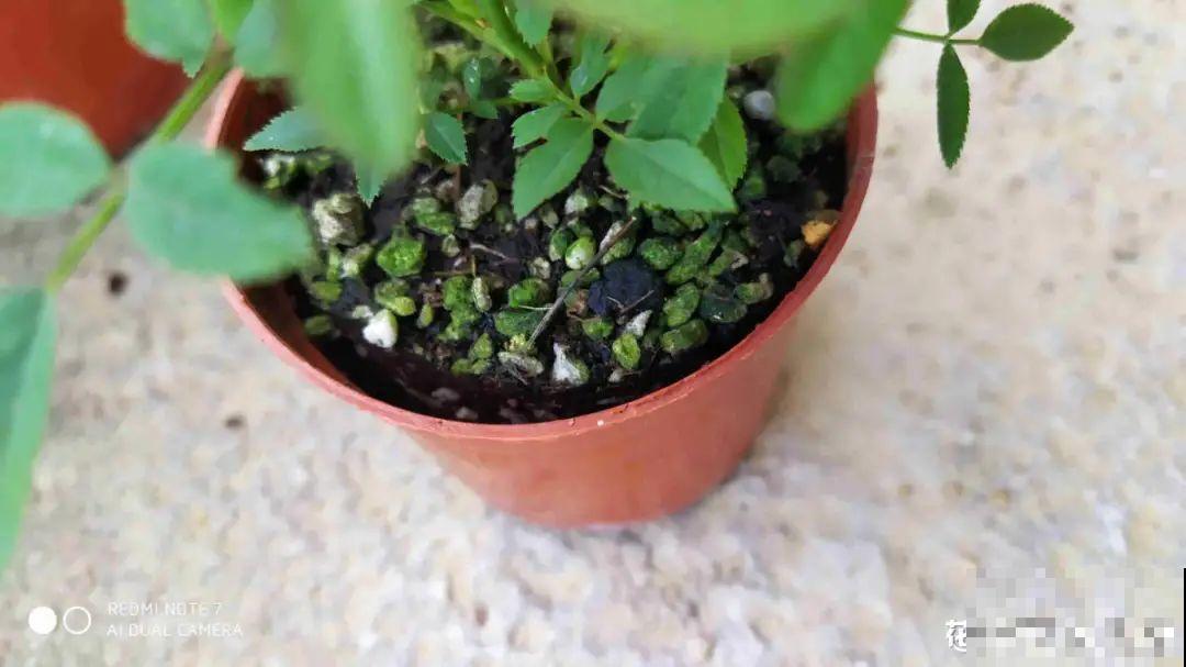 月季12个月计划表，按照这个养，大花墙不是梦！