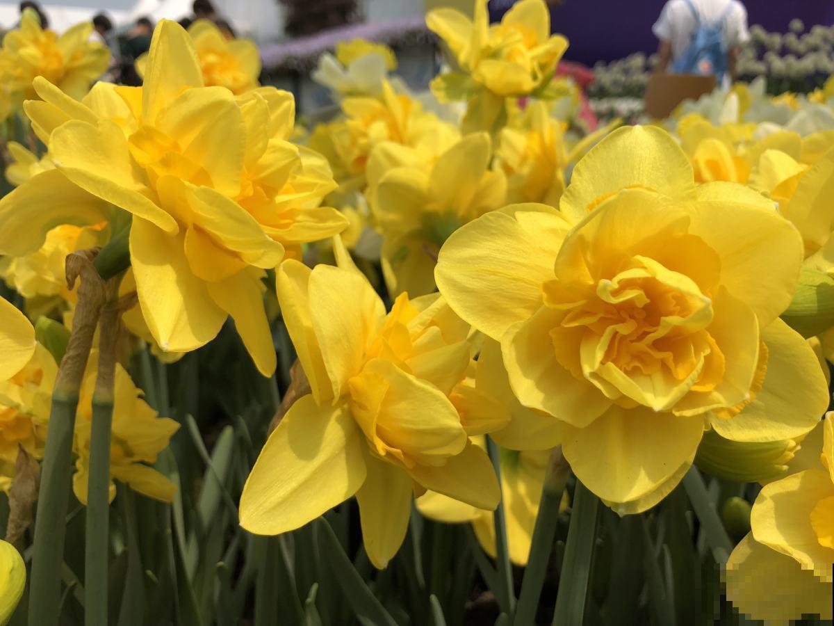 又到了养水仙的季节!做到这几点,水仙才能砰砰开花! 又到了养水仙的季节!做到这几点,水仙才能砰砰开花!