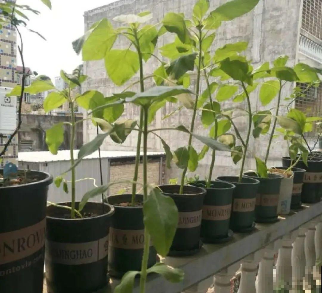 选不对花盆，啥花都被你养死了！