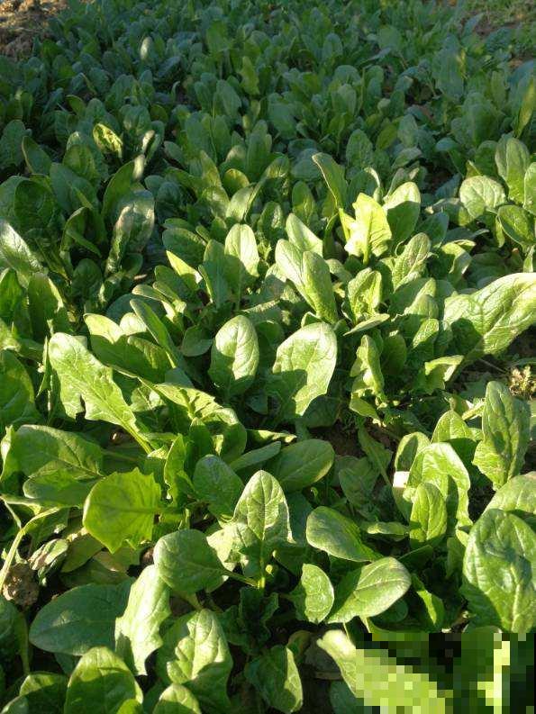 还有半个月立春，立春之前吃4种菜，能有效缓解“春燥”