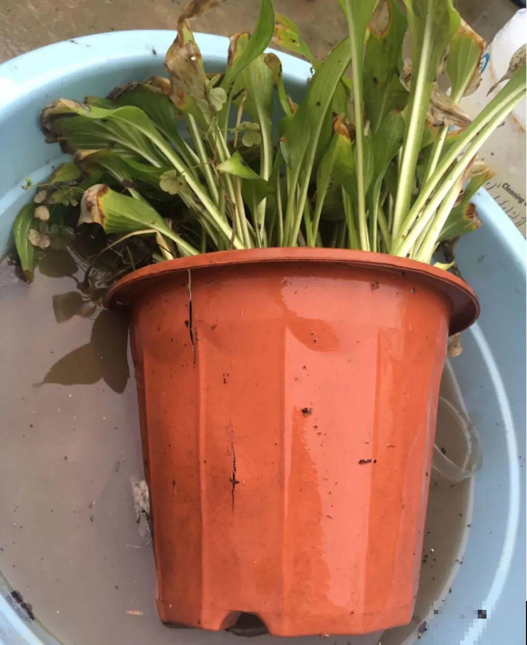 选不对花盆，啥花都被你养死了！