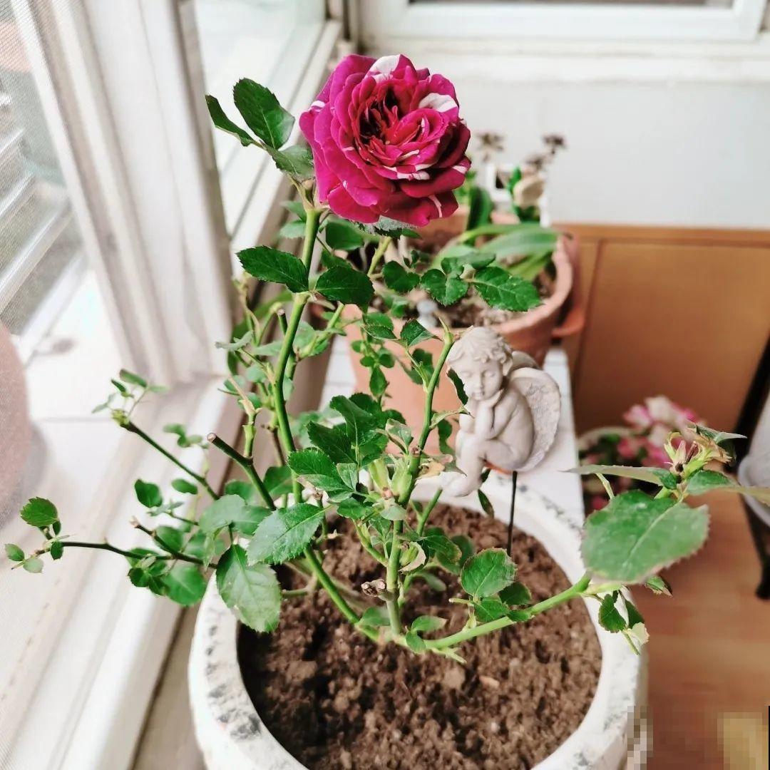 百合开花不是一次性，开完要施肥，1盆能生20盆