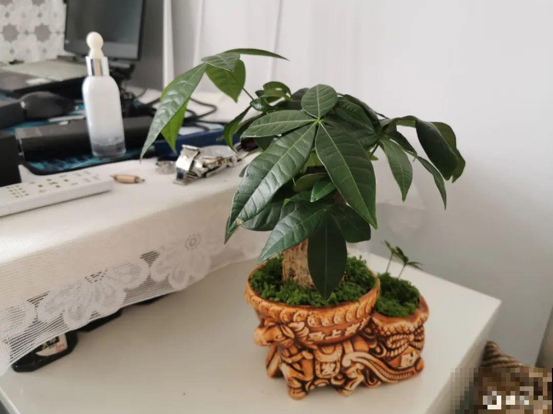 超级耐旱花，整个冬天不浇水，还能胖一圈！