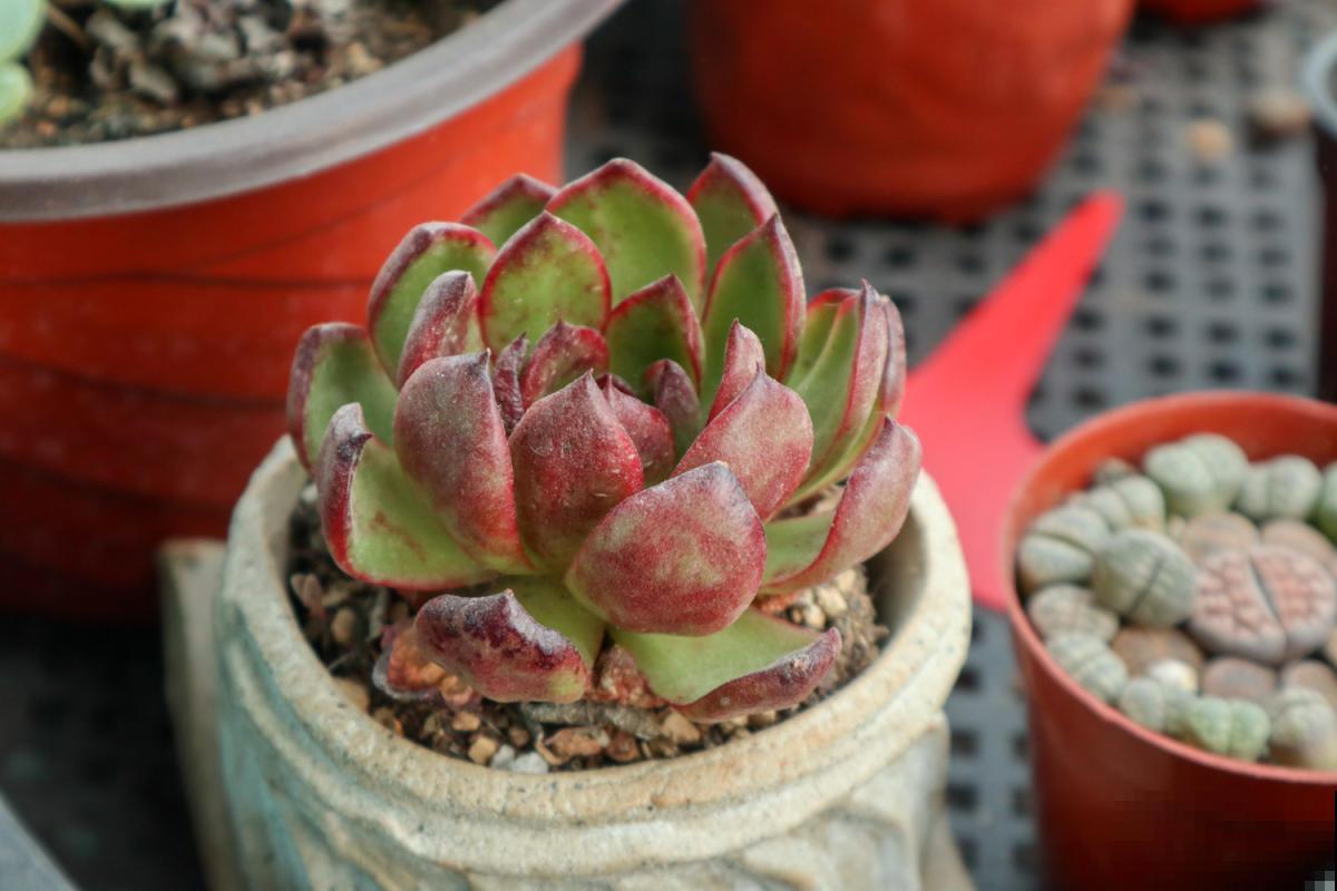 5种超级好养的多肉!肉嘟嘟的超级可爱,新手也能养爆盆! 5种超级好养的多肉!肉嘟嘟的超级可爱,新手也能养爆盆!