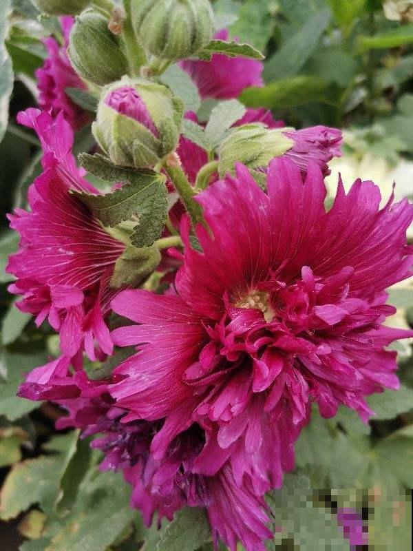 春天养5种花，很快就能花开满园，开花超美