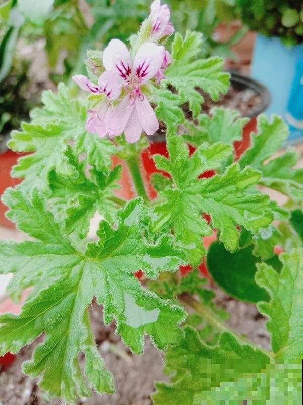 4种花养在卫生间,耐阴好养活,香味清新四溢 4种花养在卫生间,耐阴好养活,香味清新四溢