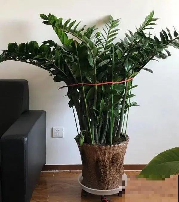 5度以下,常见的21种花必须断水,不然都烂根了 5度以下,常见的21种花必须断水,不然都烂根了