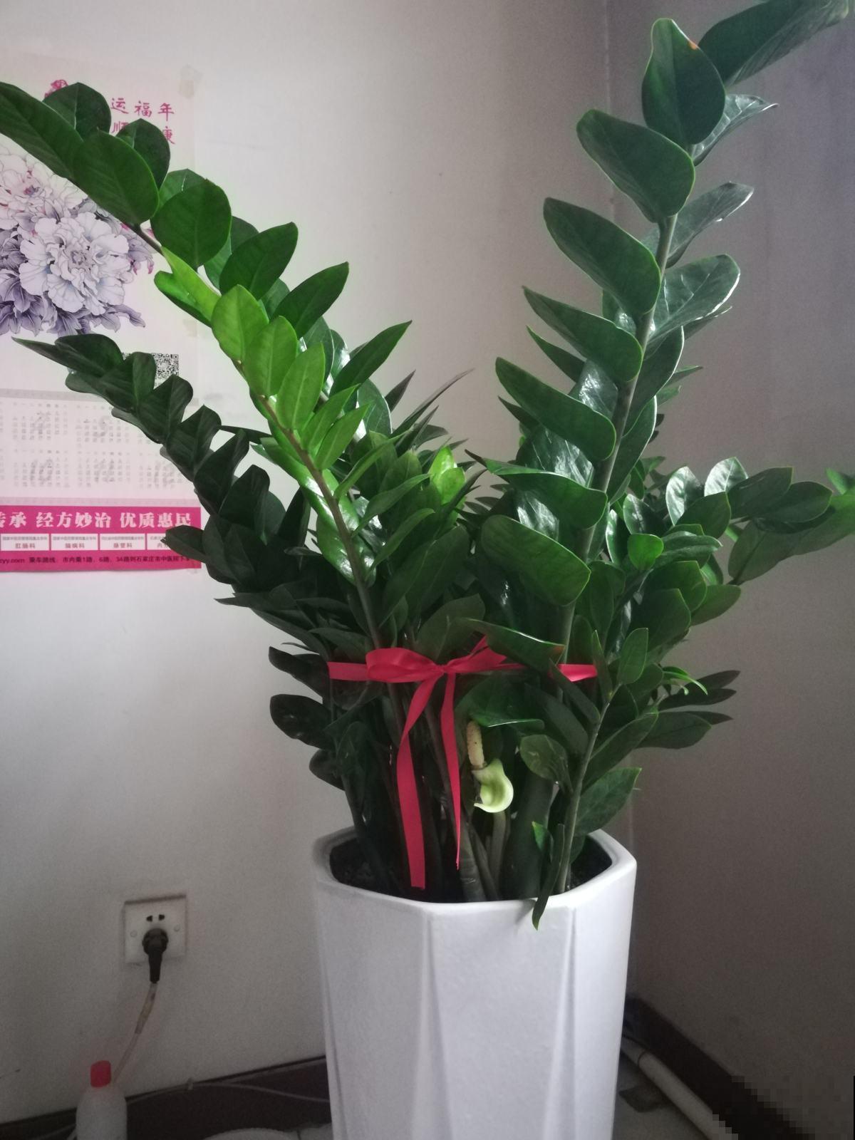 过年不知道买什么花，3种类型随便挑，好养寓意也好