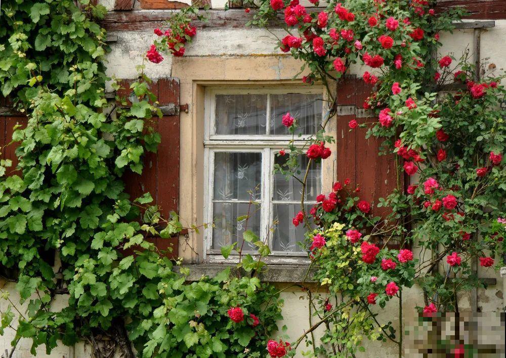 我想有一个，开满花的窗台，每天赏花！