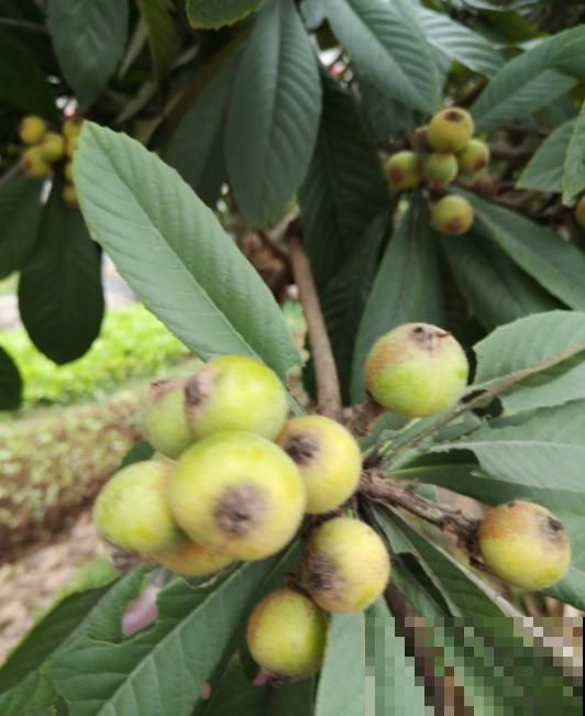 黄色小果太美味，奈何贵，阳台种一棵，果实挂满枝！