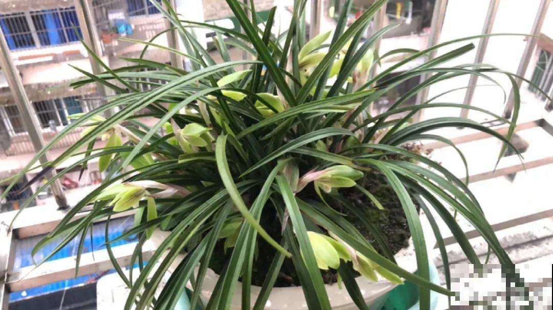 家里有这9种花,一定要冻一个月,才能开花更好看 家里有这9种花,一定要冻一个月,才能开花更好看