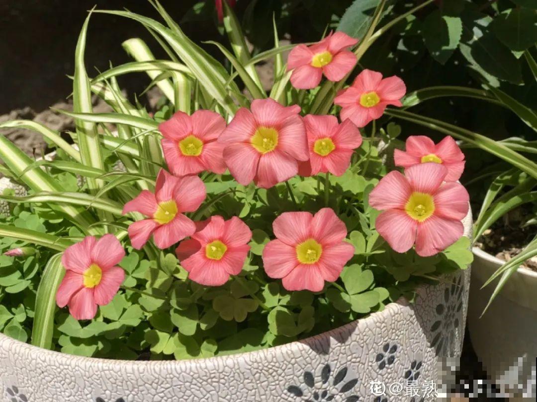 水仙要想开花,坚决不能长成高个子,不然今年没花看! 水仙要想开花,坚决不能长成高个子,不然今年没花看!