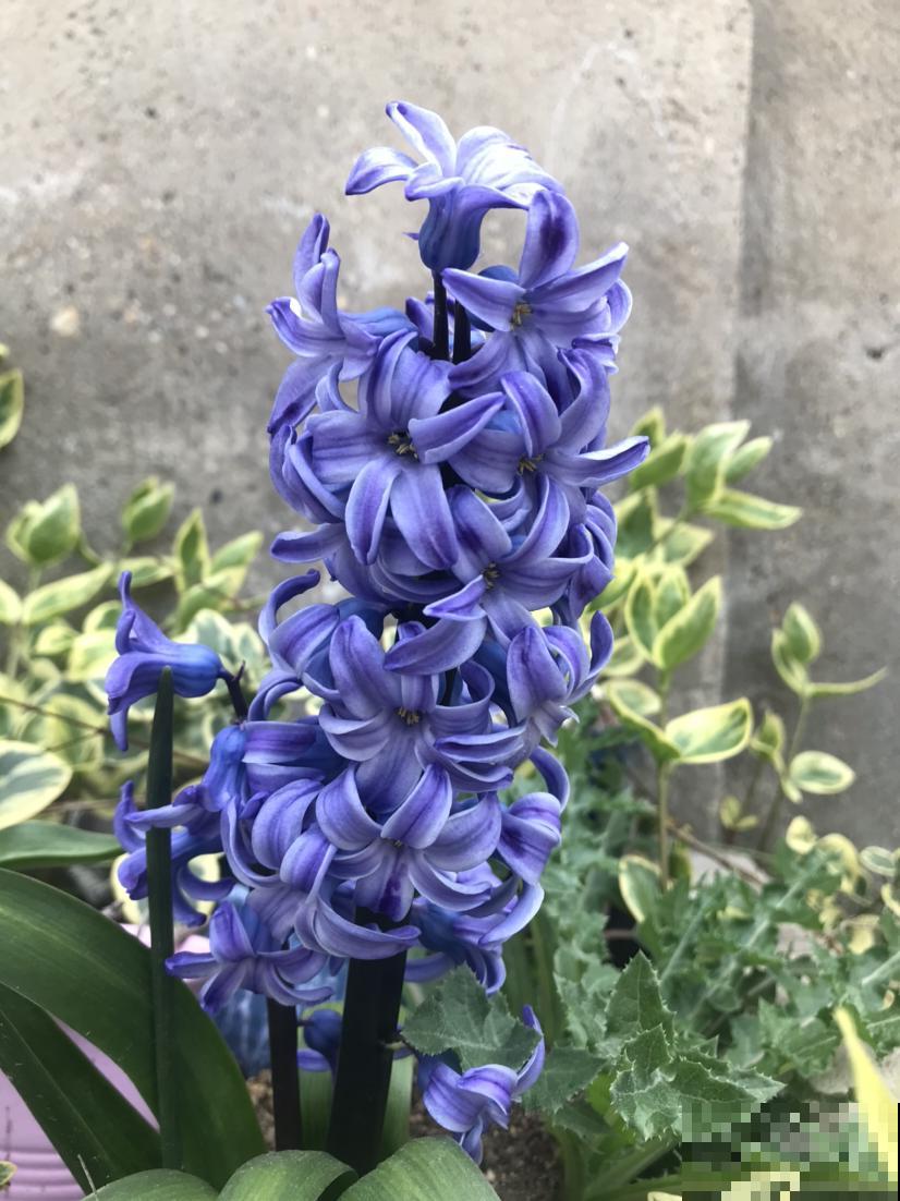 6种年宵花,现在买还便宜,再过一个月就涨价! 6种年宵花,现在买还便宜,再过一个月就涨价!