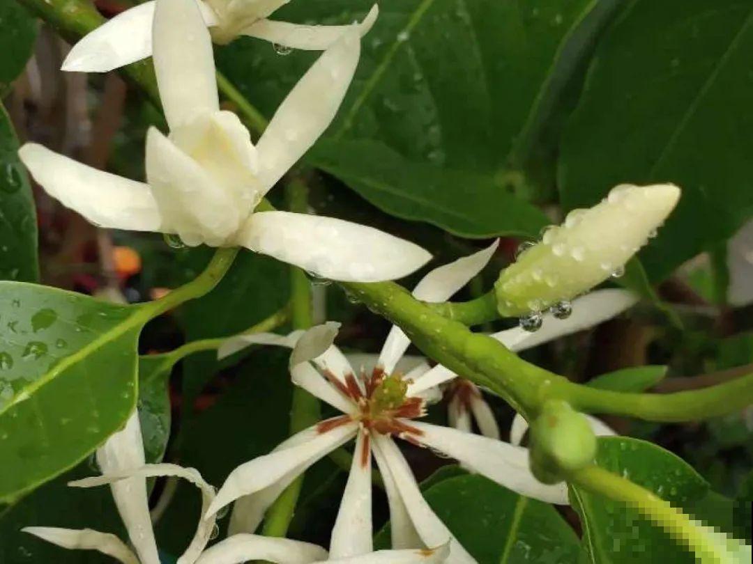土里浇点果皮水，能维持土壤酸性，茉莉兰花开爆盆