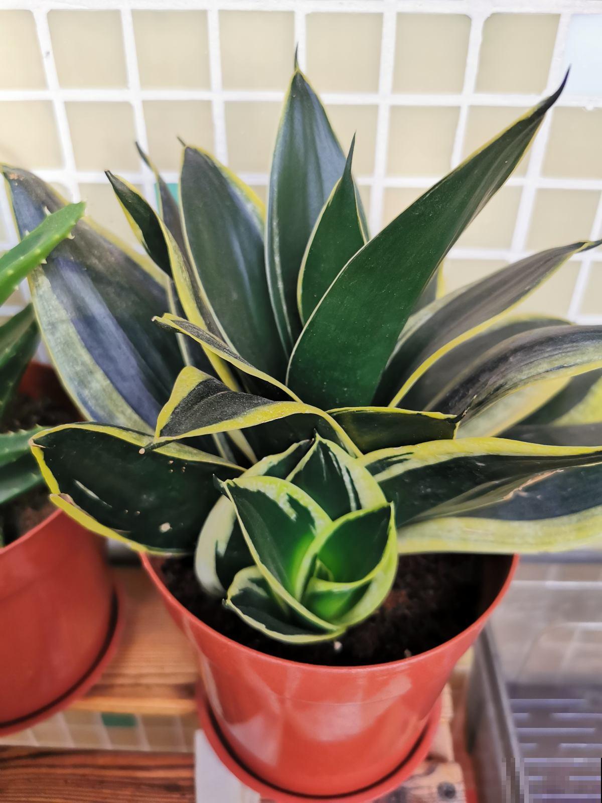 冬天养虎皮兰,注意避开4个坑,才能平稳过冬 冬天养虎皮兰,注意避开4个坑,才能平稳过冬