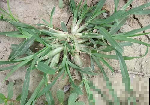 农村常见的牛筋草，小时候拿来喂猪，没想到浑身是宝