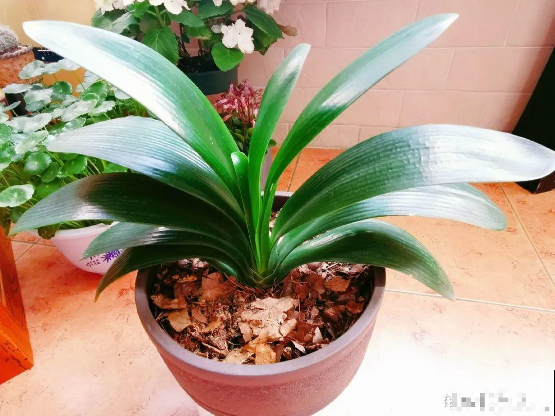 超级耐旱花，整个冬天不浇水，还能胖一圈！