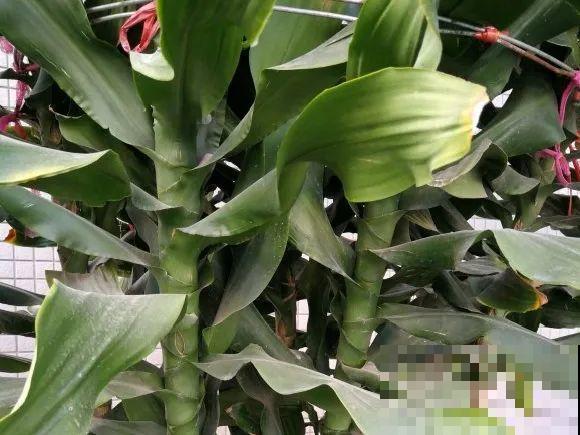 门口种了富贵竹，长到3米高，路过的都站着看！