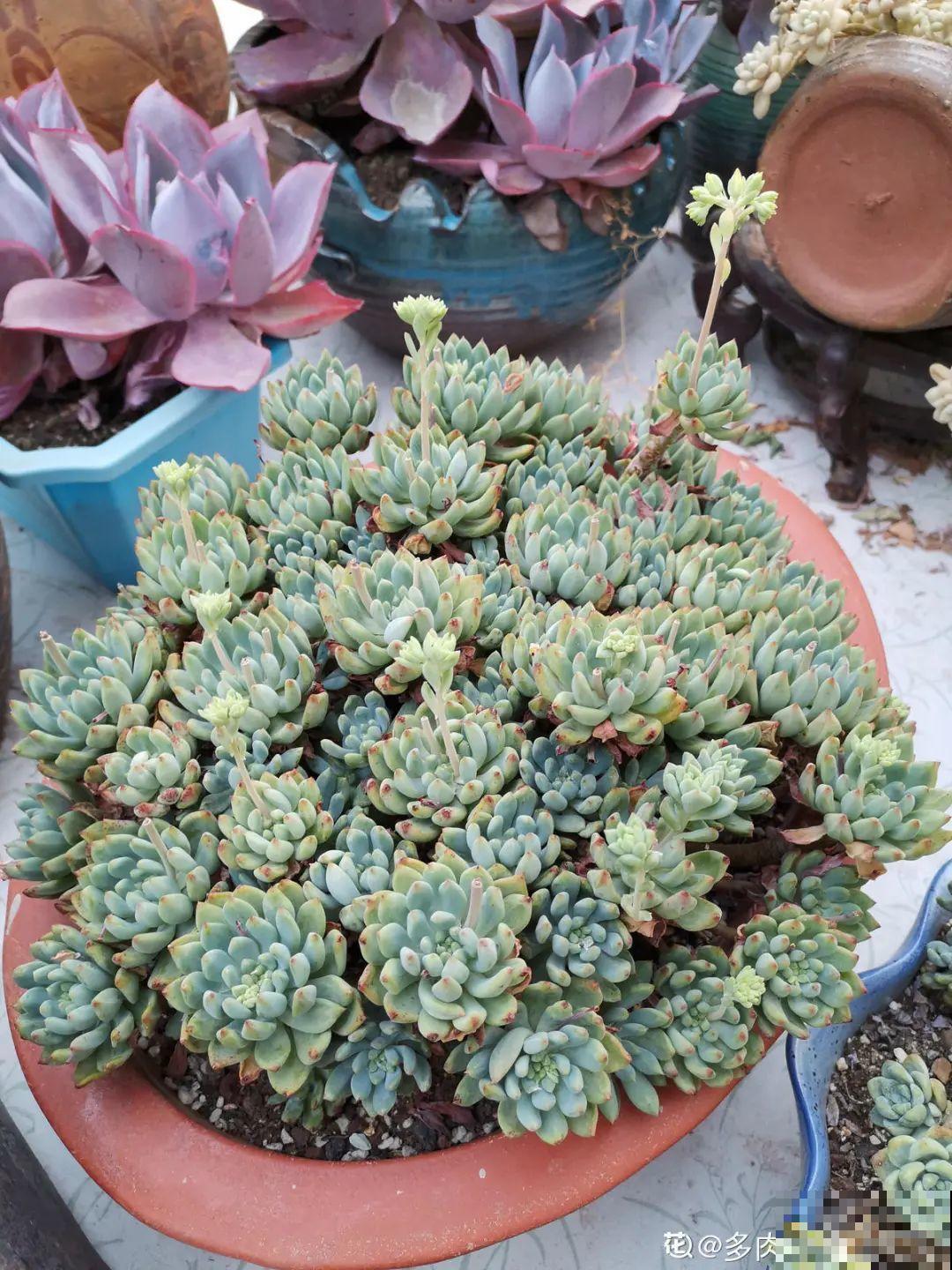 自然生长的多肉，叶子肥嘟嘟，壮得像大白菜