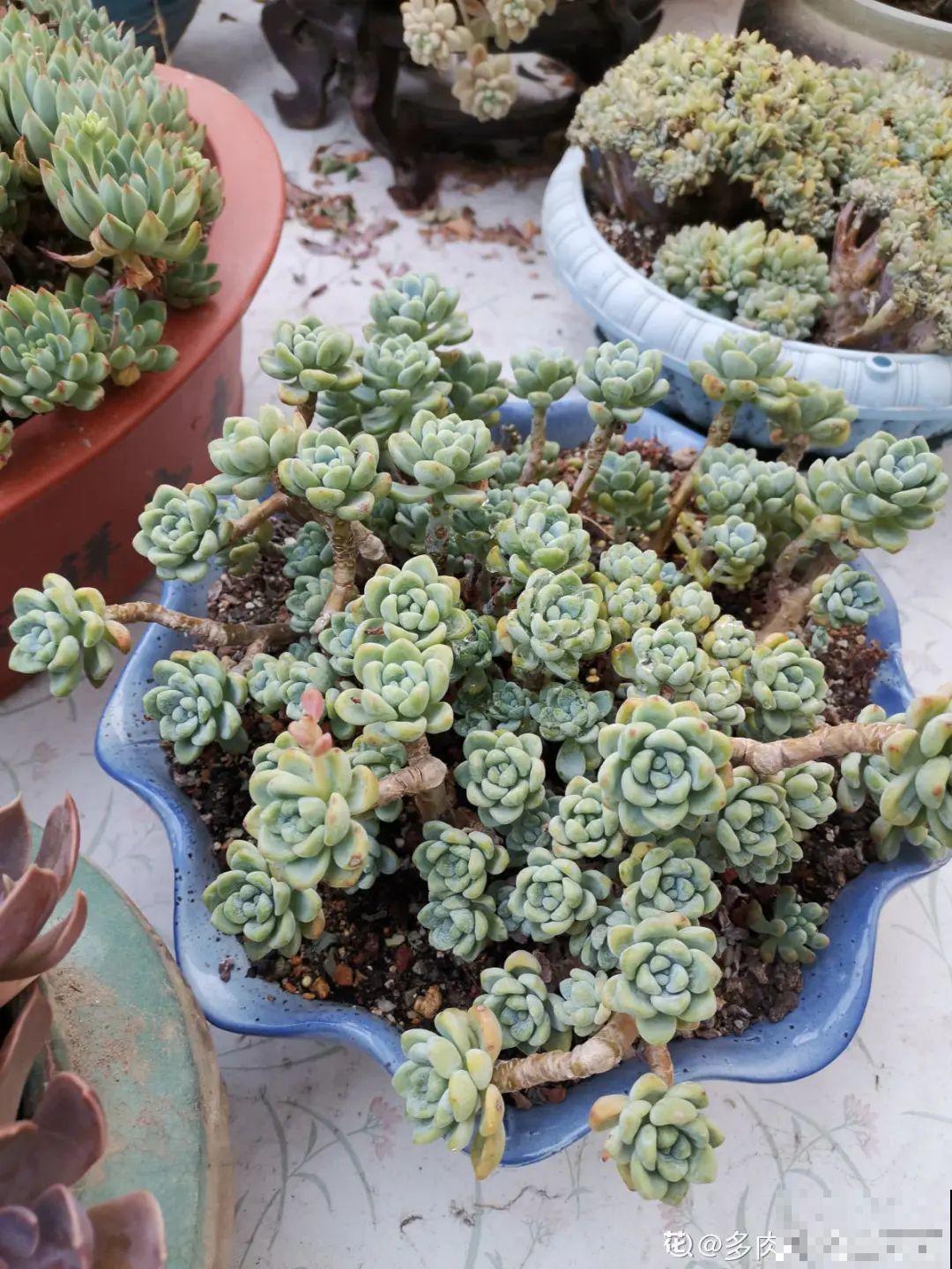 自然生长的多肉，叶子肥嘟嘟，壮得像大白菜