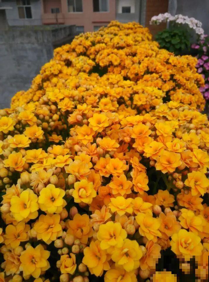 长寿花超全大养护，养爆盆的秘密，全在这里！