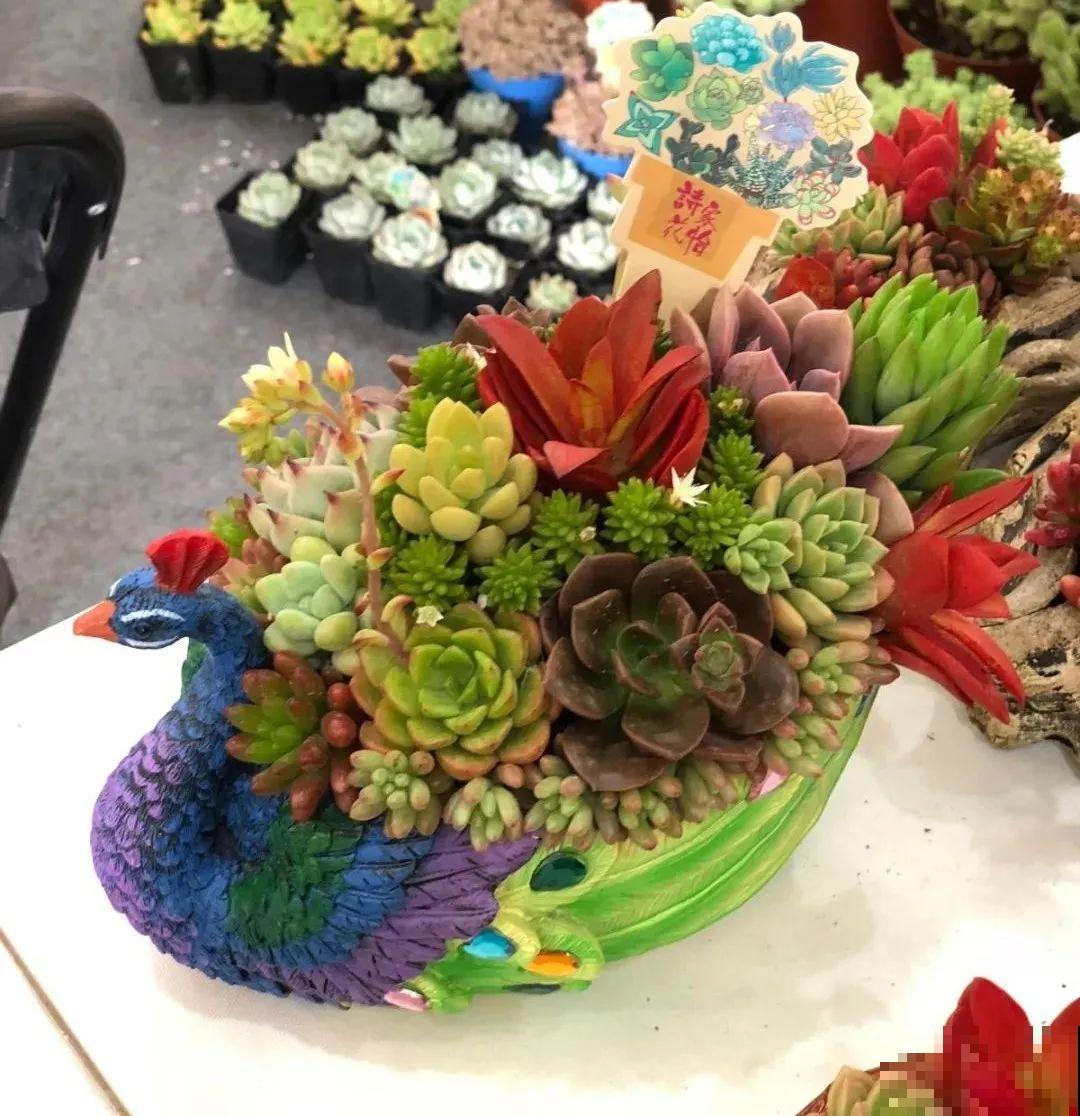 多肉塞进一个盆里，像是艺术品，颜值高了好几个档次！
