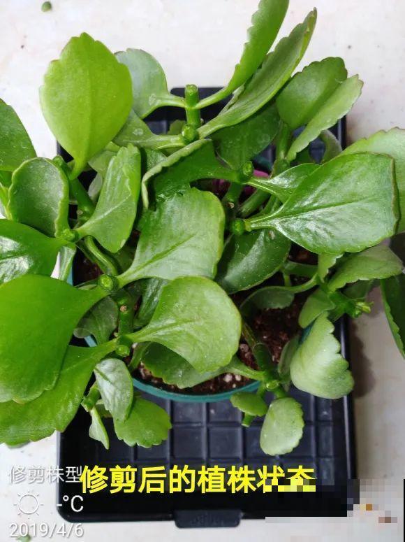 2月养花下狠手，剃光头、撸光叶，越狠越开花！