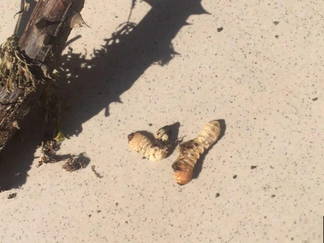 惊蛰之后，小虫乱飞，教你16种杀虫方法